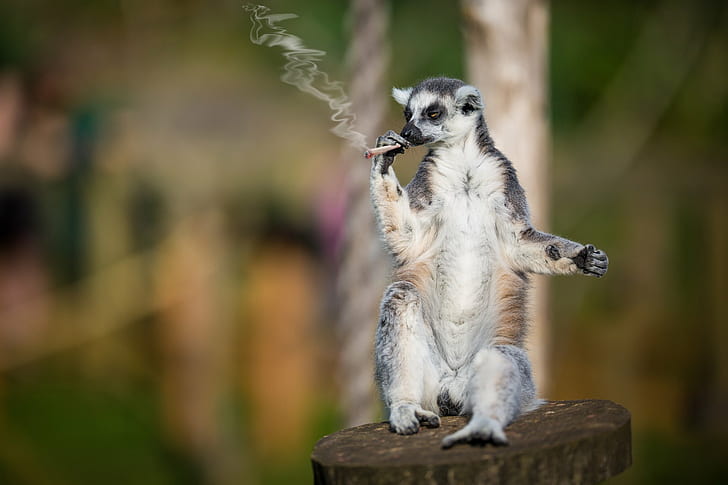 lemur, smoking, 420, weed Free HD Wallpaper