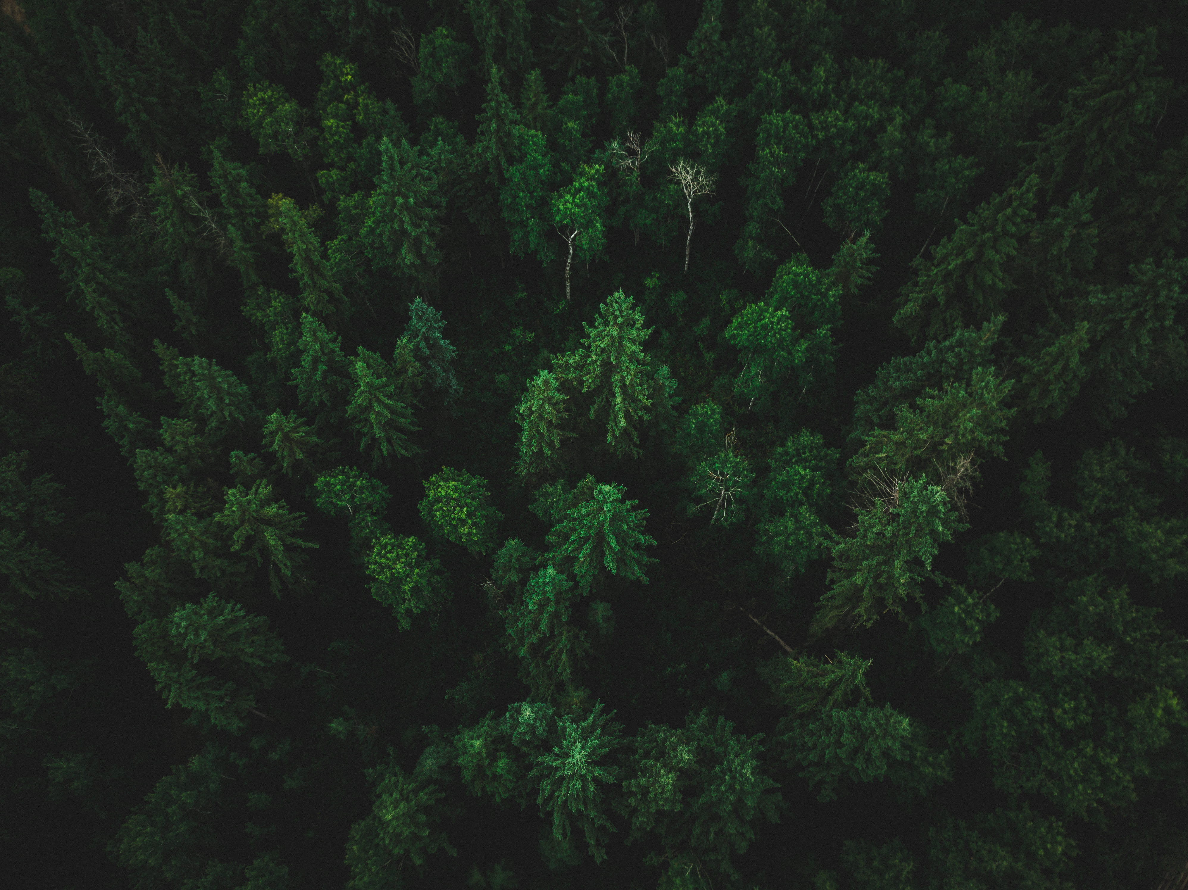 Lily Pad Birds Eye View, outdoors, evergreen tree, earth, aeriel
