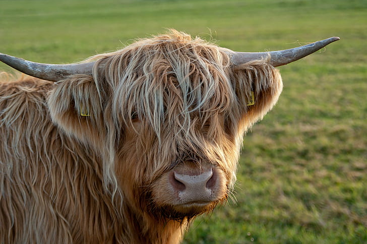 Long Haired Highland Cattle, ardnamurchan, animal, meadow, farm Free HD Wallpaper