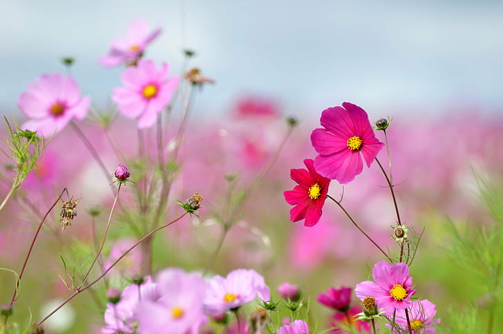 Mariposas Bonitas, nature, pink color, blossoms, v10 Free HD Wallpaper