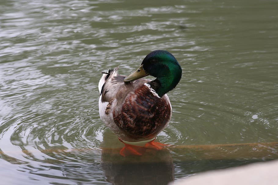 Migratory Duck Identification, poultry, mallard duck, lake, no people