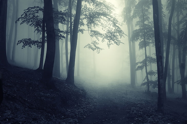 Misty Foggy Forest, beauty in nature, morning, scenics  nature, dawn Free HD Wallpaper