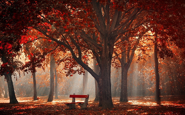 Morning Sun Rays through Trees, scenics  nature, wood  material, sunbeam, autumn Free HD Wallpaper