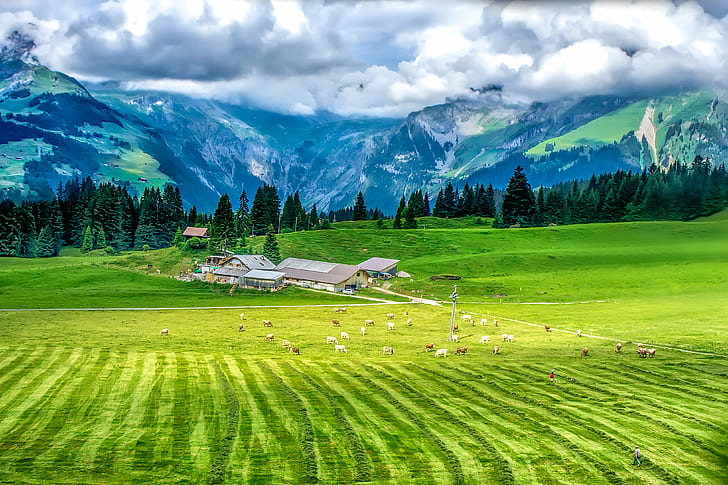 Must See in Lucerne Switzerland, scenics, cows, this heaven, european alps Free HD Wallpaper