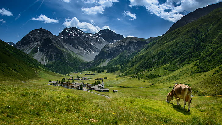 New Blue Grass Cows, idyllic, quaint, landscape, schweizer Free HD Wallpaper