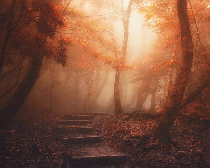 Orange Tree Leaf, tranquility, scenics, sunlight, lush foliage