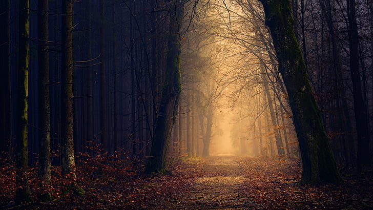 Pretty Forest Path, park, trees, dark forest, walkway Free HD Wallpaper