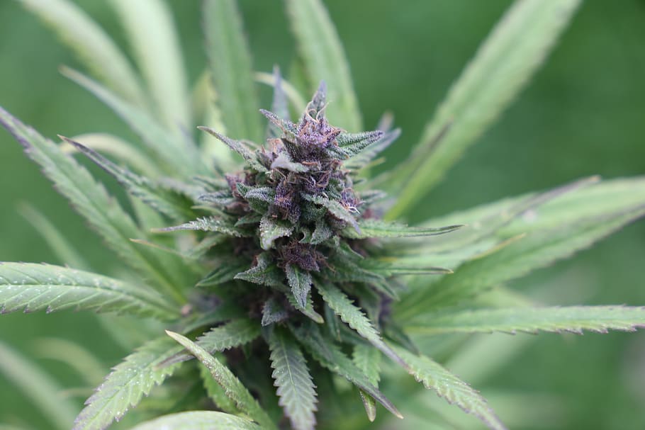 Purple Indica Strains, joint, smoke, plant, spiked Free HD Wallpaper