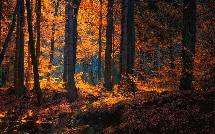 Red Fall Tree, growth, rural scene, autumn collection, bright