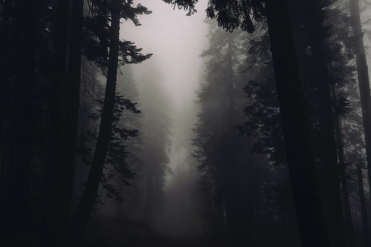Scary Foggy Forest, blackandwhite, trees, foggy, forest Free HD Wallpaper