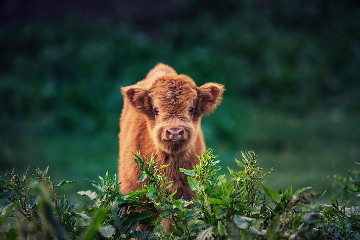 Small Baby Cows, baby animal, cow, animal