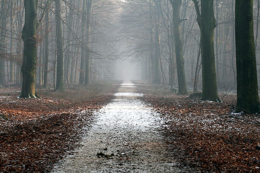 Spooky Landscape, outdoors, hazy, scenic, trunk Free HD Wallpaper