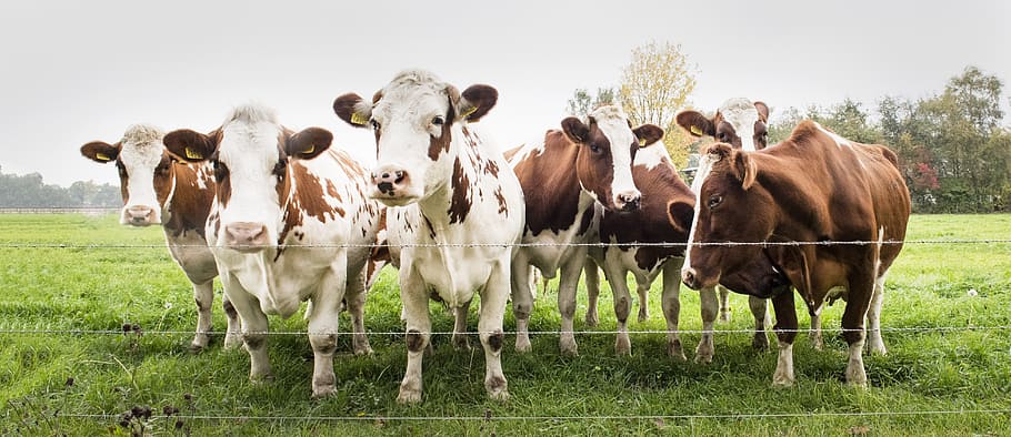 Super Bull, rural scene, herbivorous, herd, outdoors Free HD Wallpaper