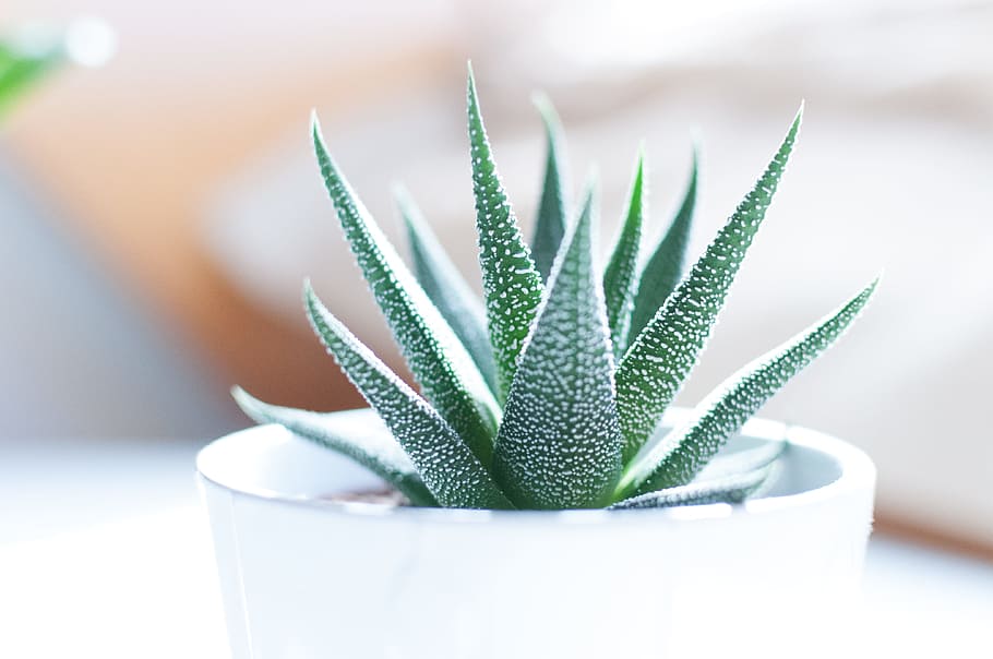 3000 Pixels, aloe, alternative medicine, medicine, minimal Free HD Wallpaper