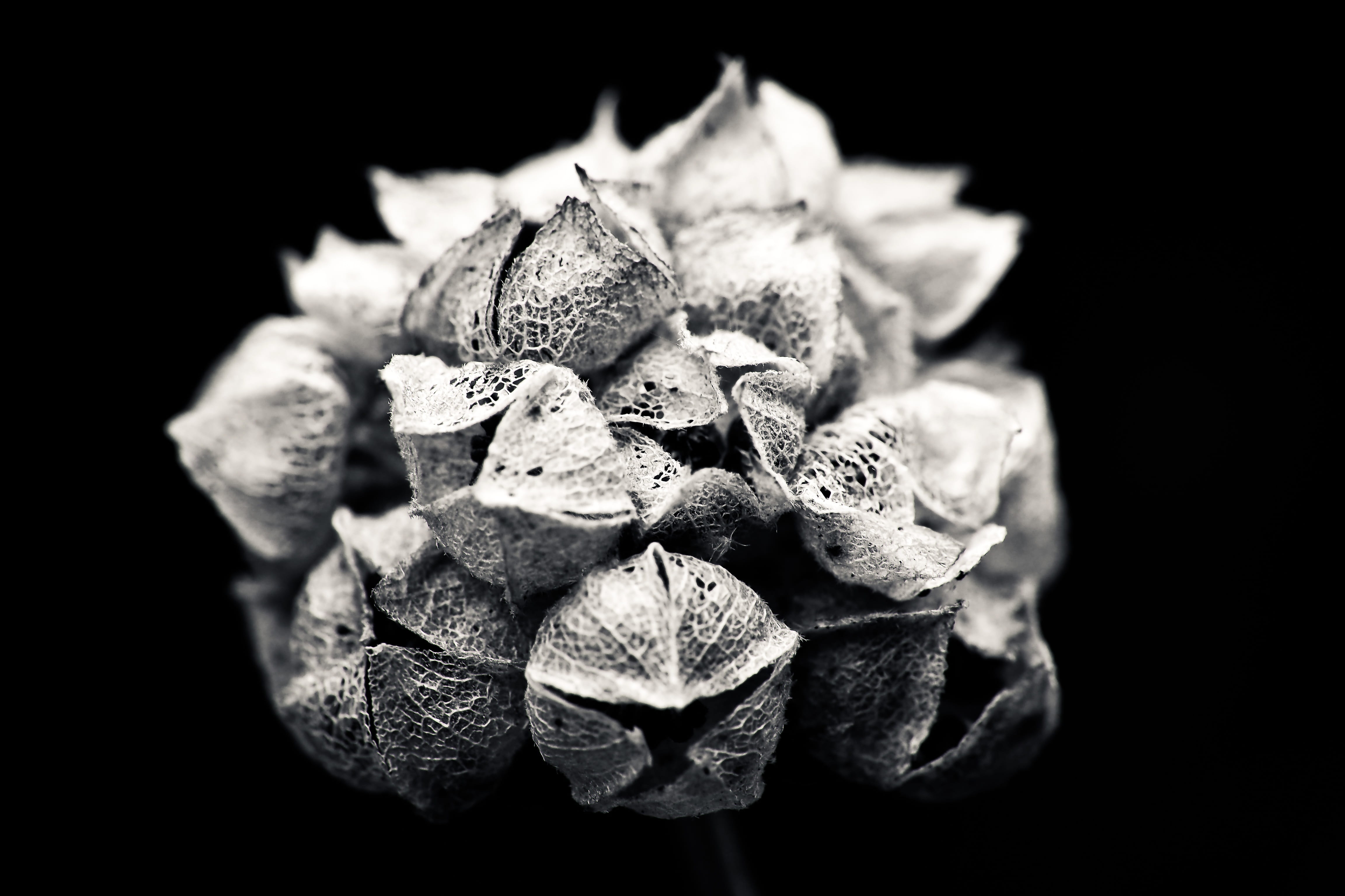 Acorn Clip Art Free Black and White, black white, freshness, no people, mood