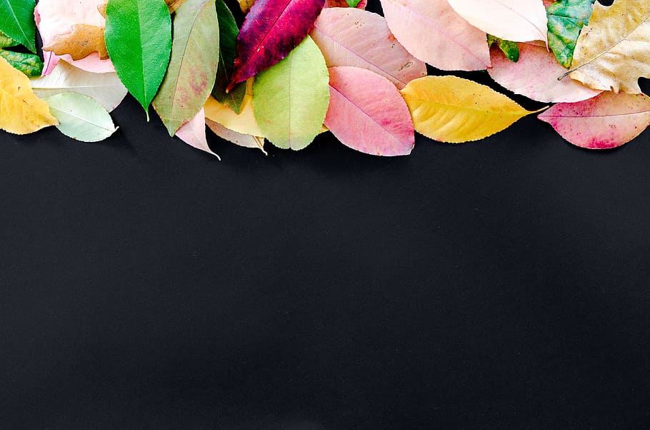 Autumn Fall HD, frame, multi colored, bright, studio shot Free HD Wallpaper