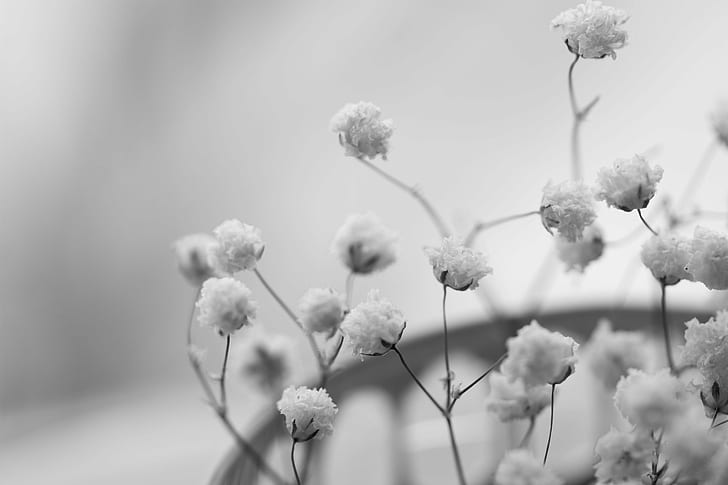 Baby Black N White, fading, tree, season, branch Free HD Wallpaper