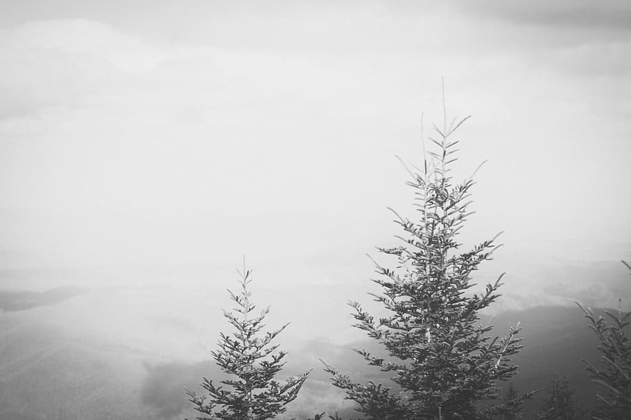 Beautiful Pine Trees, plant, pine woodland, fog, hike Free HD Wallpaper
