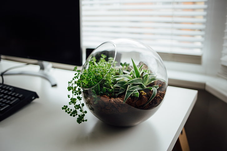 Big Office Plants, herb, potted plant, technology, no people Free HD Wallpaper