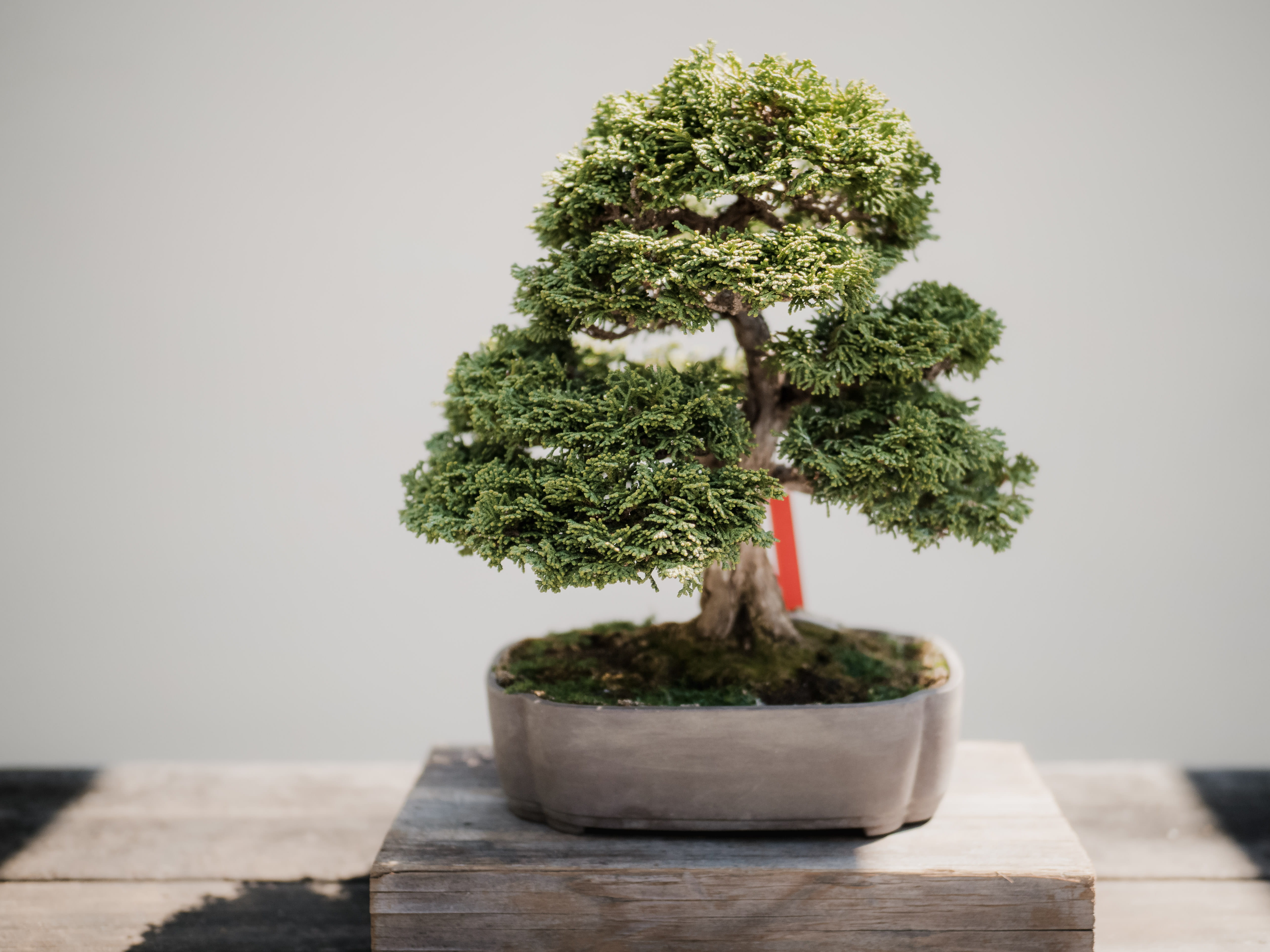 Bonsai Maple Forest, peace, japan, nature, copy space