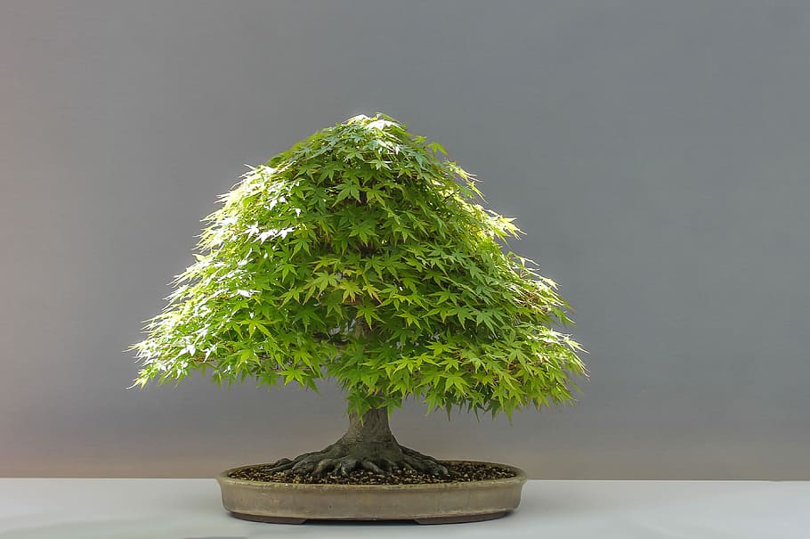 Bonsai Tree, studio shot, day, gray, maple Free HD Wallpaper