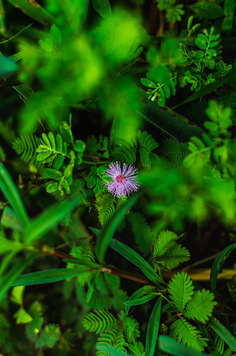 Clear Flower Vase Arrangement, home, green color, outdoors, vulnerability Free HD Wallpaper