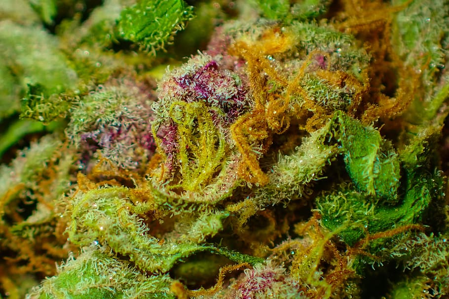 Close Up Photography, plant, invertebrate, marijuana, thc Free HD Wallpaper