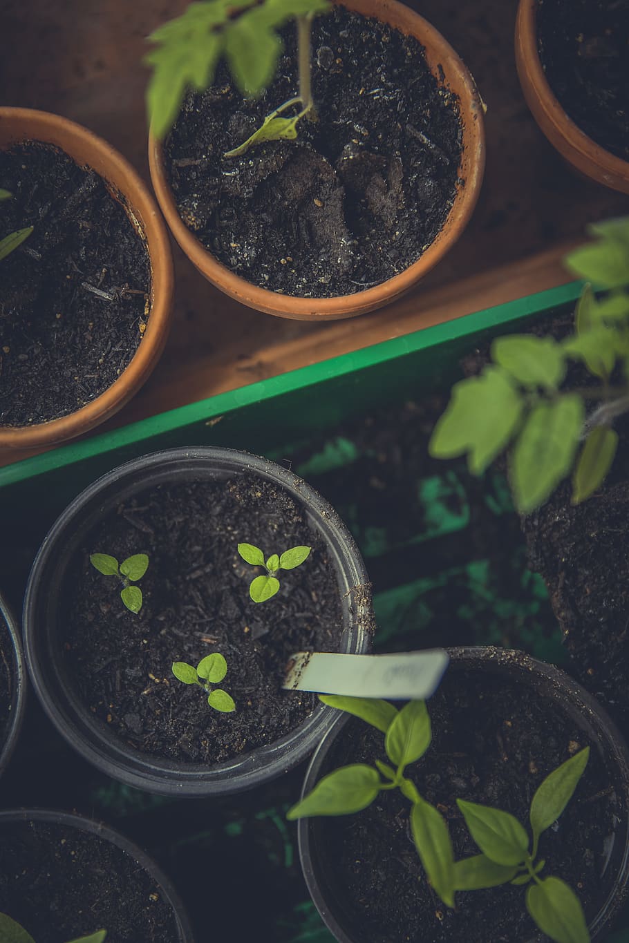 erlangen, sapling, plant nursery, planting