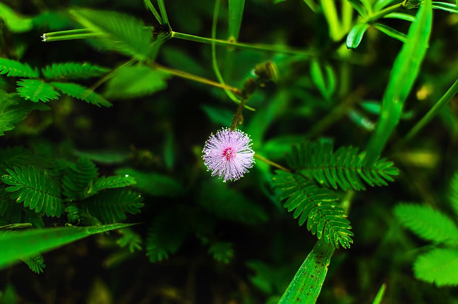 flower head, leaf, field, natural Free HD Wallpaper