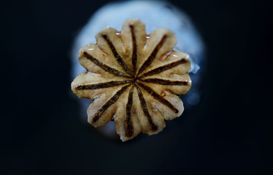 food and drink, shape, focus on foreground, poppy