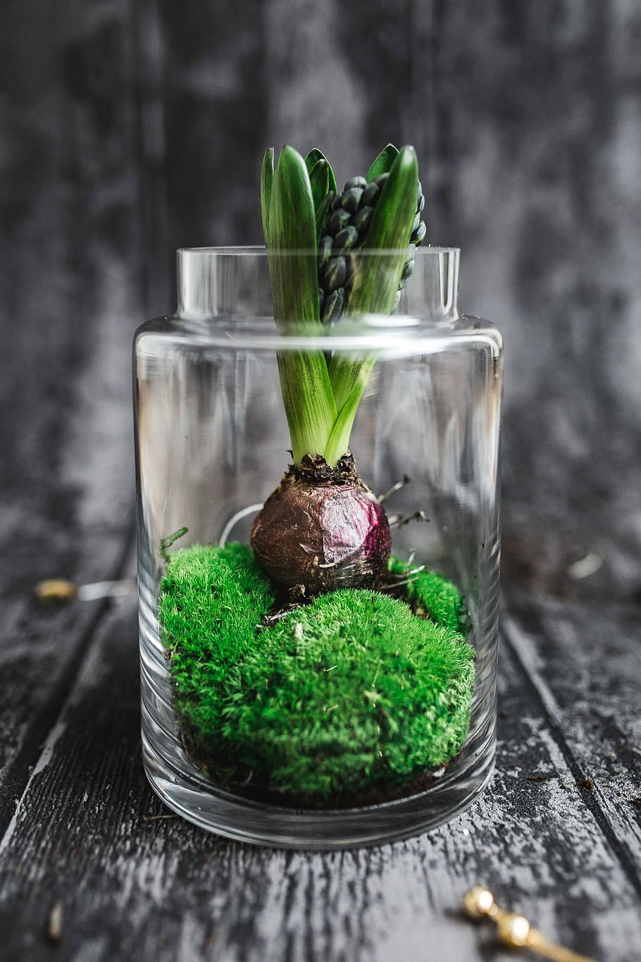 glass, mint leaf  culinary, ice, growing