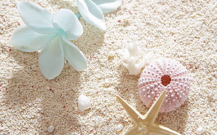 How to Decorate with Seashells, copy space, christmas ornament, spa treatment, nature Free HD Wallpaper