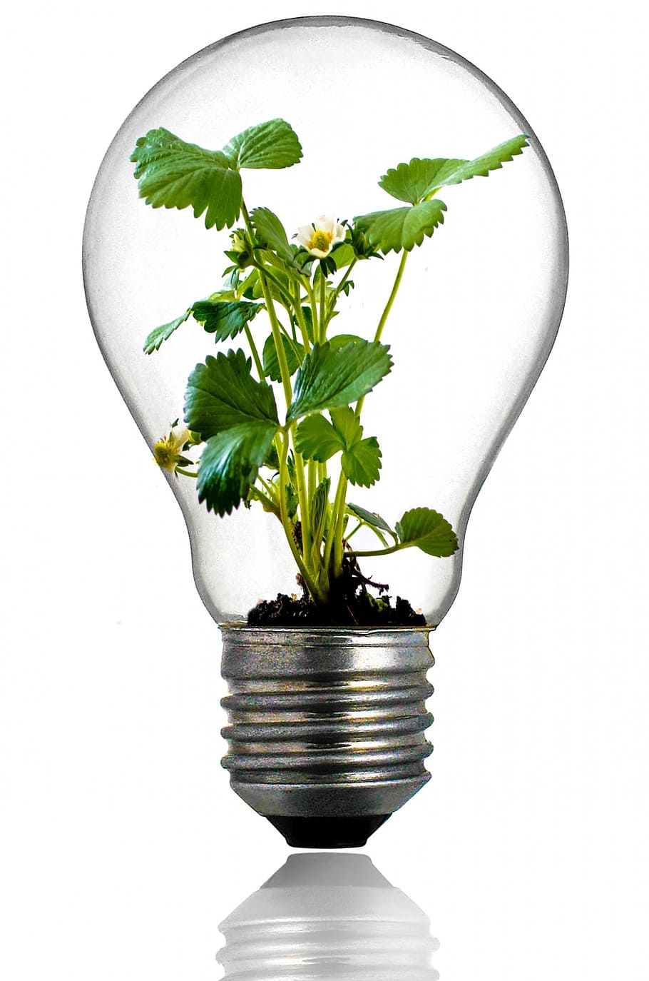 Indoor Plant Light Bulbs, power, electricity, plant part, beauty in nature Free HD Wallpaper