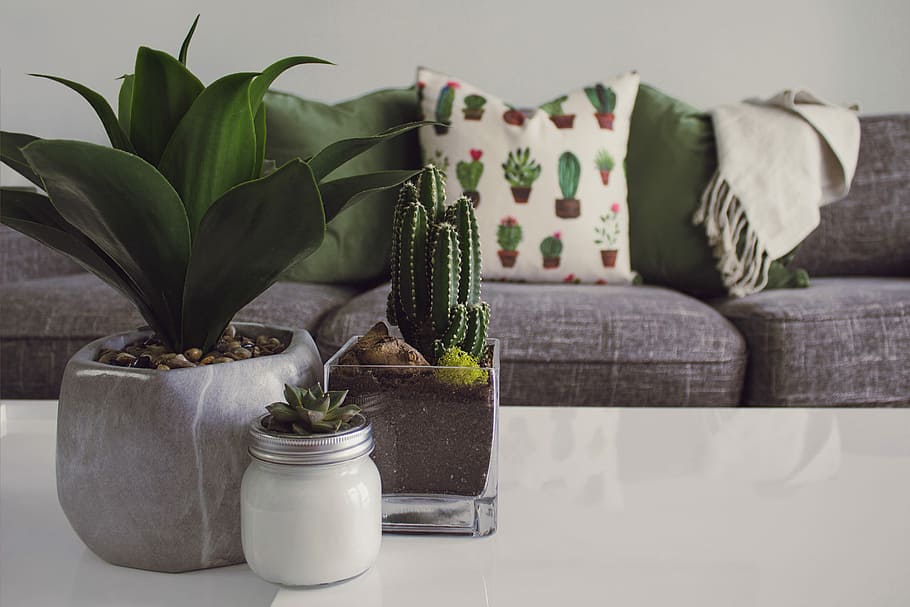 Indoor Plants Low Light, flowering plant, couch, leaf, indoors Free HD Wallpaper