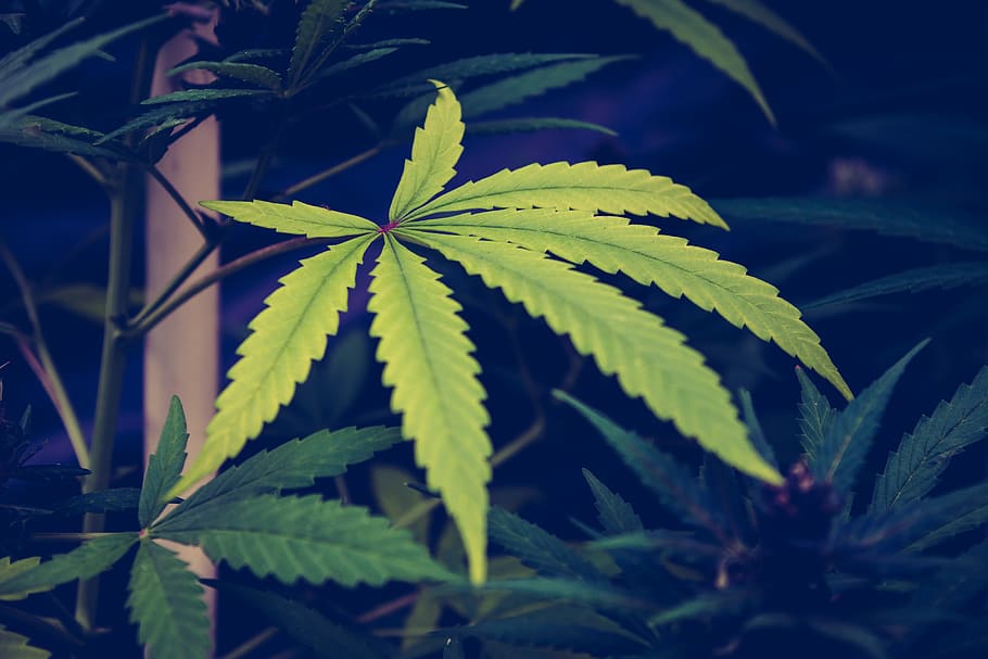 Michigan Marijuana Dispensaries, marijuana  herbal cannabis, nature, potted plant, natural pattern Free HD Wallpaper