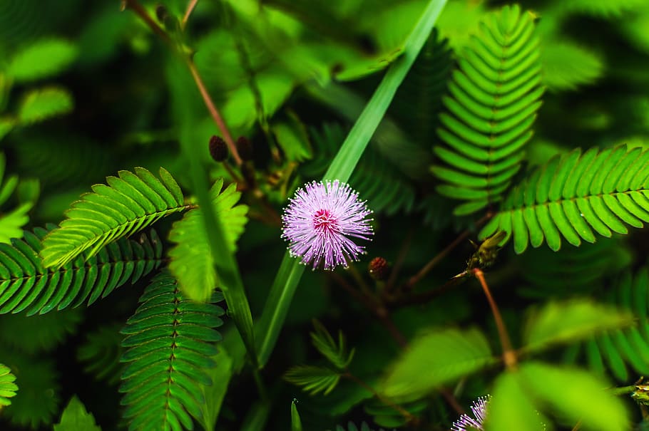 Mimosa Pudica Bonsai, green color, garden, agriculture, herb Free HD Wallpaper