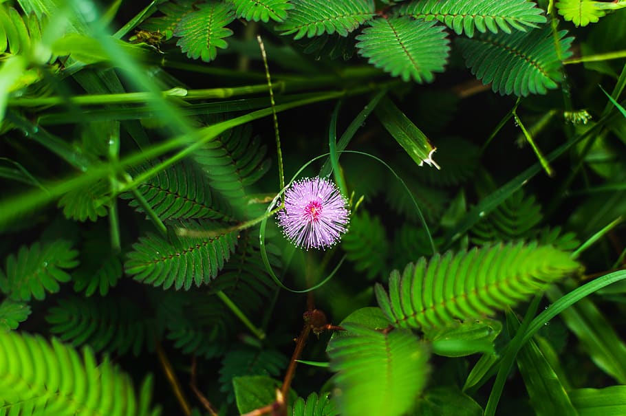 Mimosa Tenuiflora, flower head, freshness, meadow, gardening Free HD Wallpaper