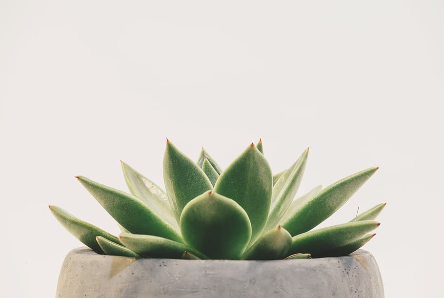 Minimalist Architecture Design, succulent plant, nature, pot plant, indoors Free HD Wallpaper