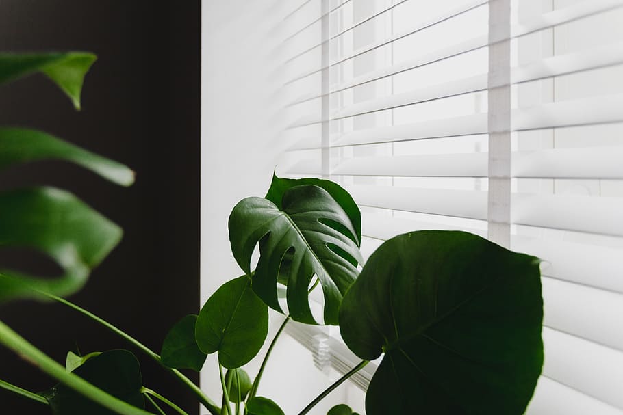 Monstera Leaf Photo, monstera, houseplant, focus on foreground, nature Free HD Wallpaper