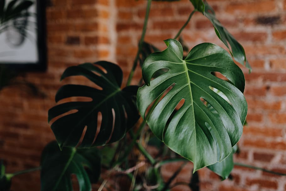 Monstera Pruning, focus on foreground, houseplant, brick wall, food and drink