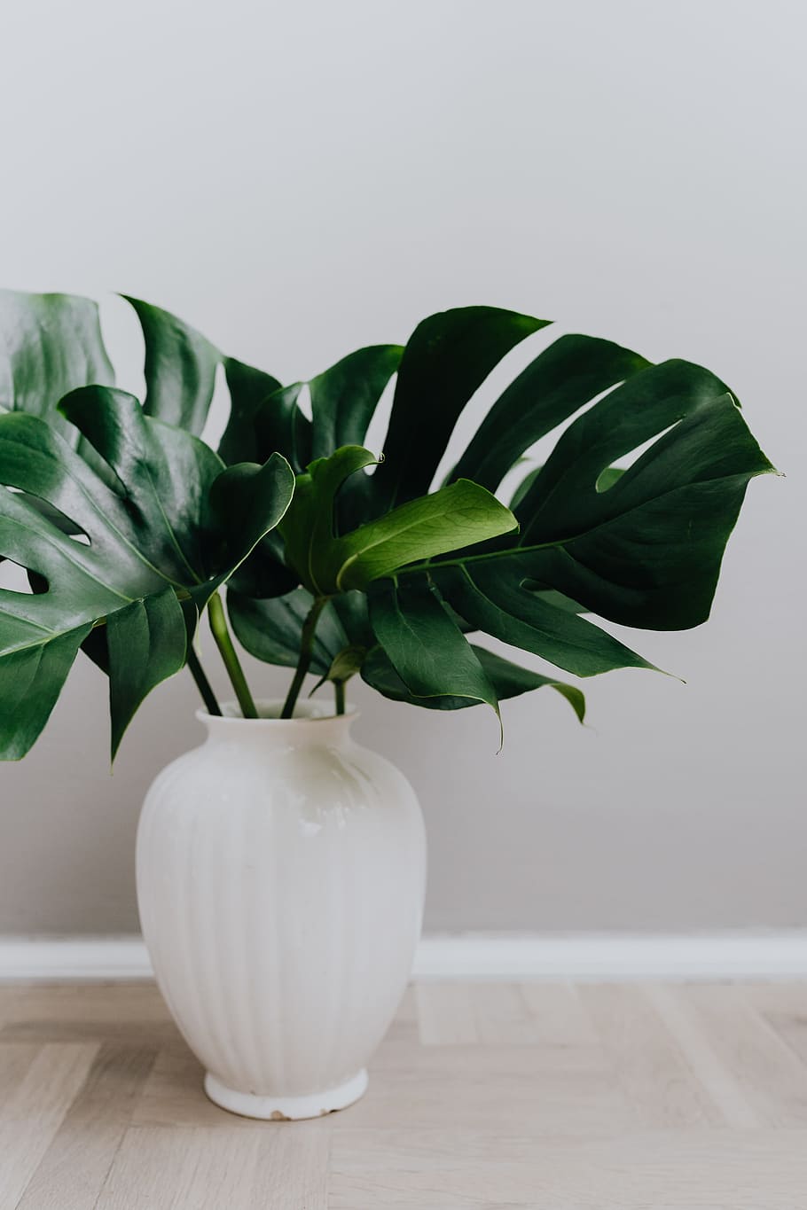 Monstera, white color, negative space, food and drink, botany