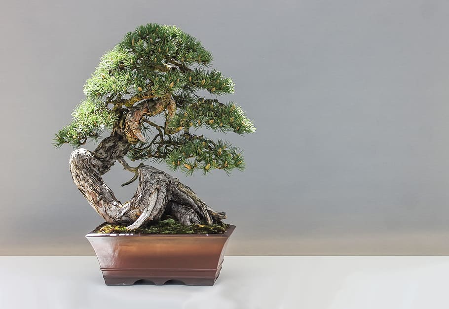Natural Bonsai Tree, culture, pine, gray background, green color Free HD Wallpaper