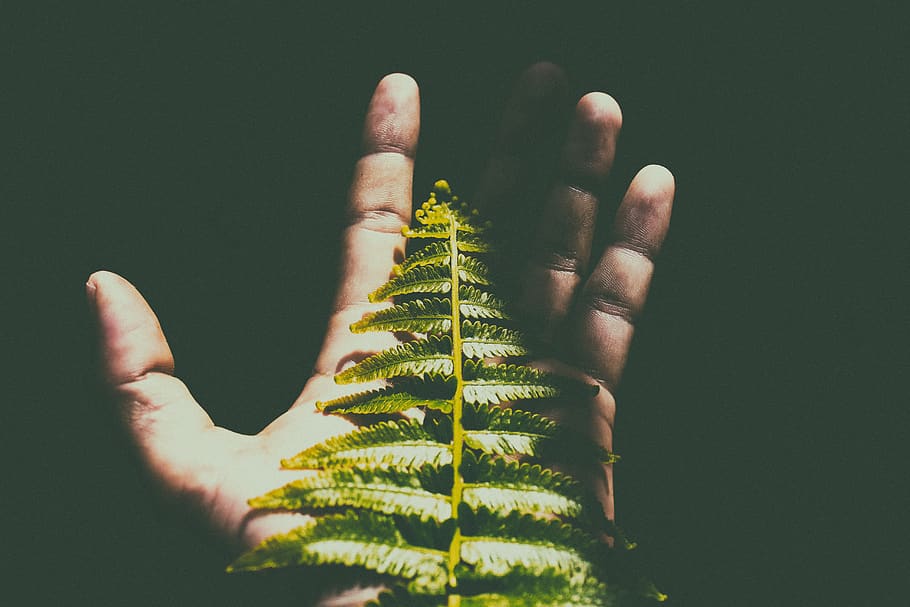 nature, green color, shadow, human limb