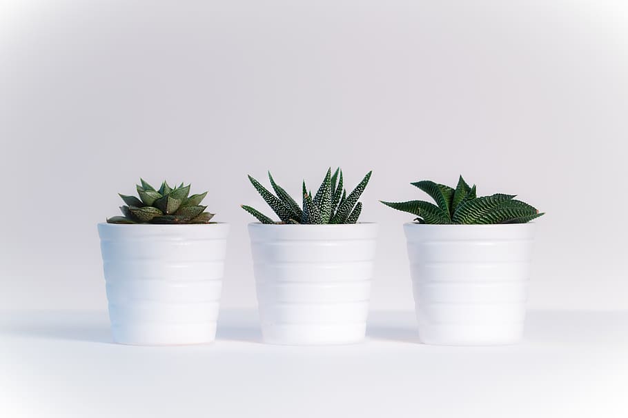 Potted Mint Plant, closeup, freshness, leaf, studio shot Free HD Wallpaper