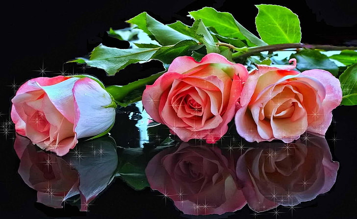 Rose Reflection, love, elegance, romance, red Free HD Wallpaper