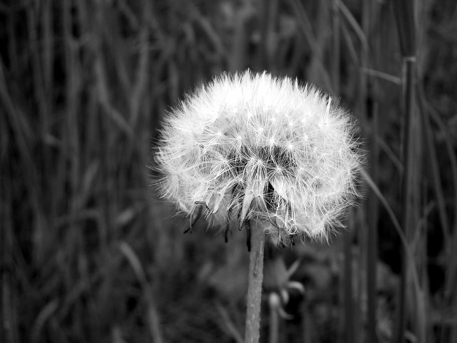 Taraxacum Officinale, fragility, vulnerability, softness, focus on foreground Free HD Wallpaper