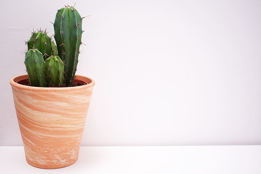 Terracotta Pot Sizes, cactus, growth, indoors, vase Free HD Wallpaper