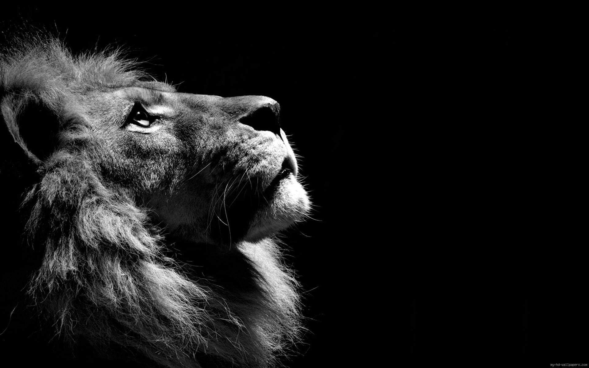 3D Lion Black and White, Black, and, white, black