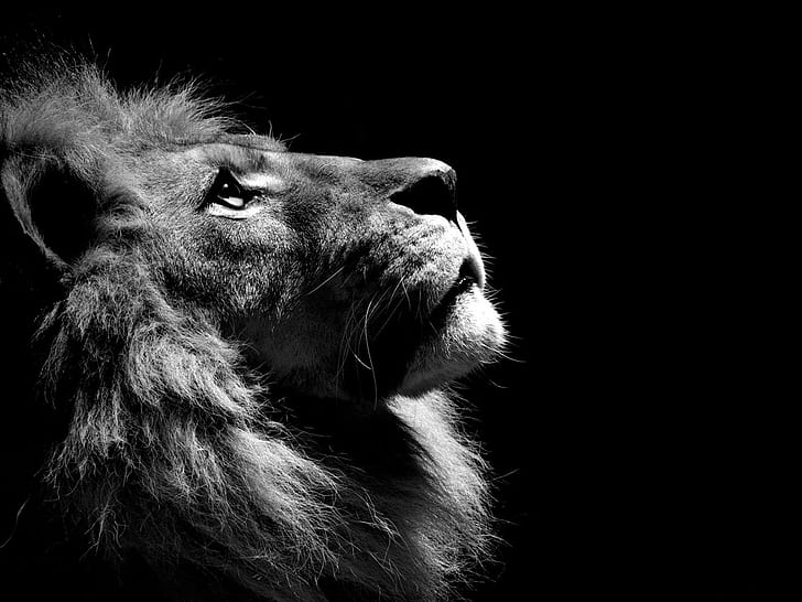 3D Lion Black and White, white, dark, photography, animal