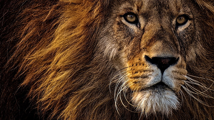 Abstract Lion Art, no people, cat, animal, male animal Free HD Wallpaper